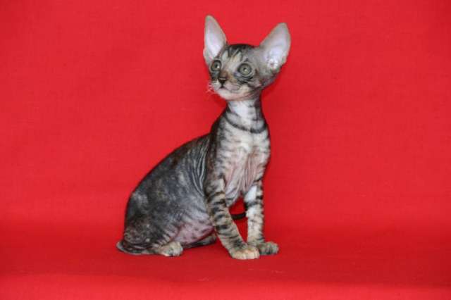 КОРНИШ РЕКС элитные котята. КОРНИШ РЕКС элитные котята.