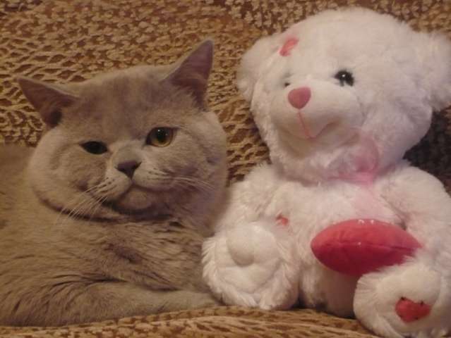 Британские котята Британские котята