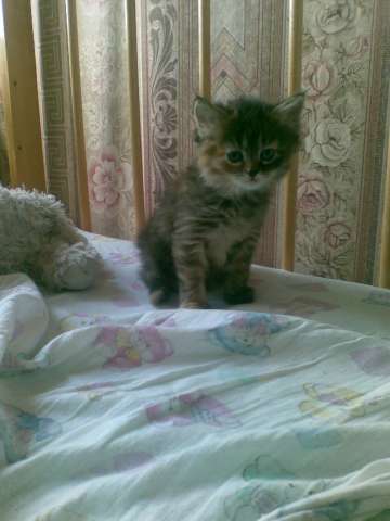 Отдам в Дар котят Отдам в Дар котят