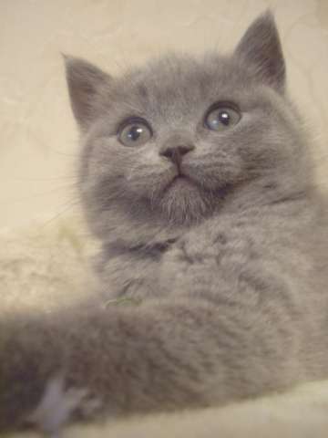 британские котята британские котята