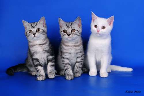 шотландские котята шотландские котята