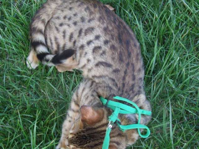 бенгальские котята бенгальские котята