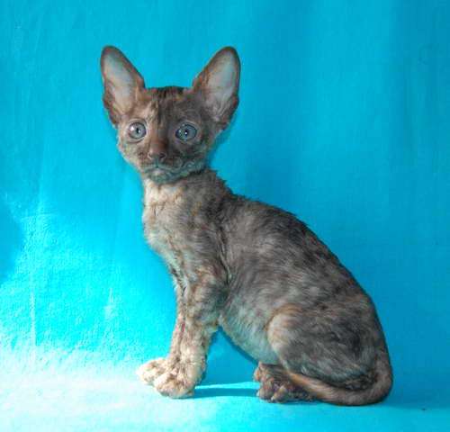 Корниш рекс котята Корниш рекс котята