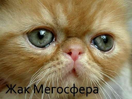 Рыжий экзотический котик Рыжий экзотический котик