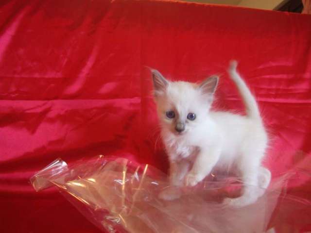 Котята святой бирмы Котята святой бирмы