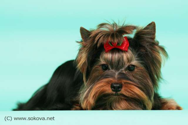 Фотосъемка Фотосъемка