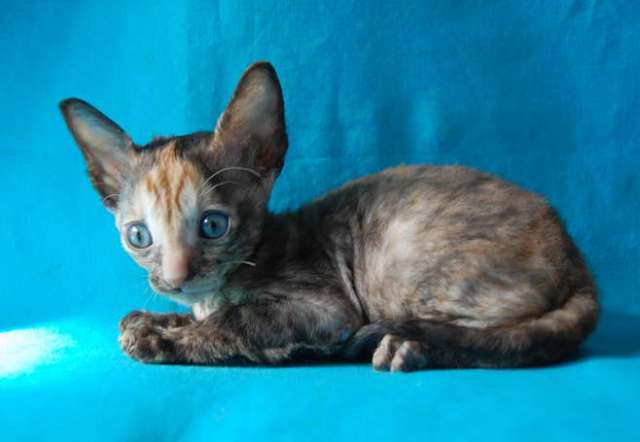 Корниш рекс котята Корниш рекс котята