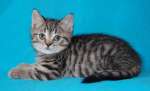 Британские котята - окрас (вискас) недорого 5 000 руб.