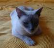 Сиамская кошка, срочно пристрою