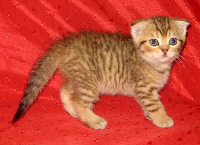 ВЕСЕННИЕ СОЛНЫШКИ=ШОТЛАНДСКИЕ КОТЯТА! ВЕСЕННИЕ СОЛНЫШКИ=ШОТЛАНДСКИЕ КОТЯТА!