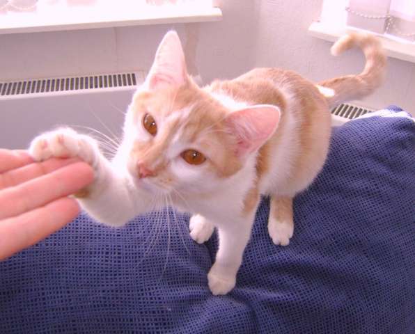Нежная кошечка - 5 мес Нежная кошечка - 5 мес