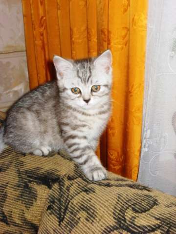 котята страйты котята страйты