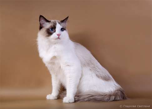 Котята рэгдолл Котята рэгдолл