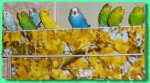    	 Птенцы волнистых попугаев, домашнего разведения, др. виды попугаев в продаже. Клетки, корм, мин