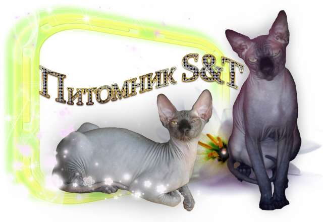 Котята канадских сфинксов S&T Котята канадских сфинксов S&T