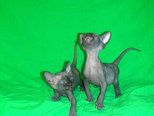 Канадский сфинкс(котята) Канадский сфинкс(котята)