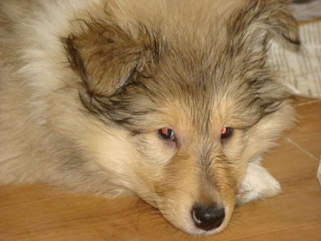 Щенки колли Щенки колли