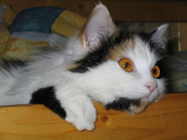 Трёхцветная кошечка, 1год 7мес.