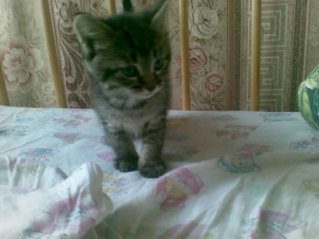 Отдам в Дар двух Котят Отдам в Дар двух Котят