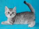 Британские котята - окрас (вискас) недорого 4 000 руб.