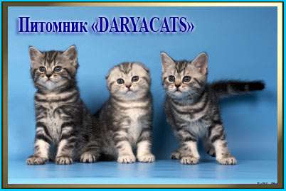 Британские и шотландские котята мраморного окраса из питомника Daryacats Британские и шотландские котята мраморного окраса из питомника Daryacats