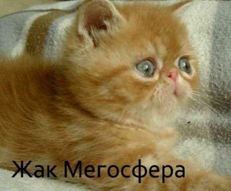 Жак - плюшевый рыжий котик Жак - плюшевый рыжий котик