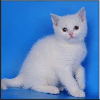 шотландские котята шотландские котята