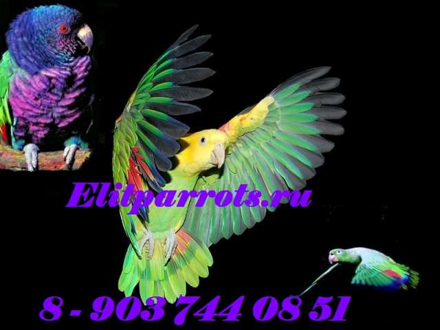 Амазоны - птенцы из питомника Амазоны - птенцы из питомника