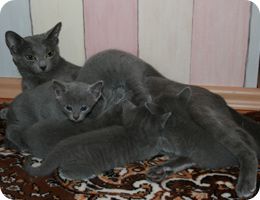 Русские голубые котята Русские голубые котята