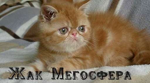 Экзотический котик рыжего окраса Экзотический котик рыжего окраса