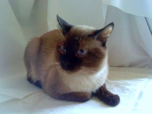 Вязка кошек - Сиамский (Тайский) Кот 8(905)500-89-37 Вязка кошек - Сиамский (Тайский) Кот 8(905)500-89-37
