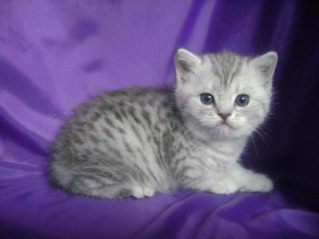 Шотландские котята Шотландские котята