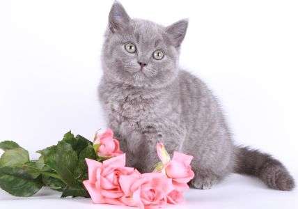 БРИТАНСКИЕ КОТЯТА БРИТАНСКИЕ КОТЯТА
