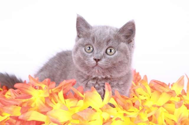 БРИТАНСКИЕ КОТЯТА БРИТАНСКИЕ КОТЯТА