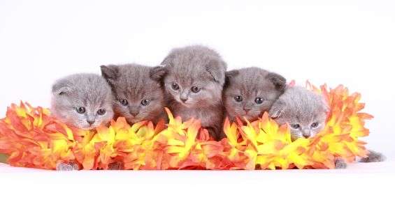 Слушайте свое сердце! Котят много - только один из них - Ваш! Слушайте свое сердце! Котят много - только один из них - Ваш!