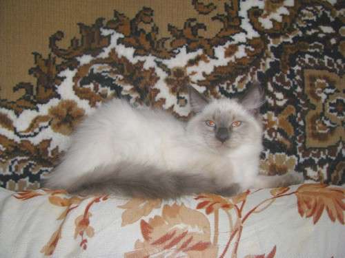 Невский маскарадный котенок Невский маскарадный котенок