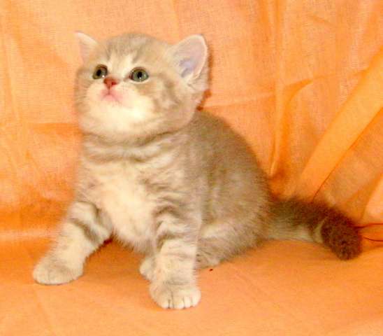Нежный розовый комочек- британский котёнок Нежный розовый комочек- британский котёнок