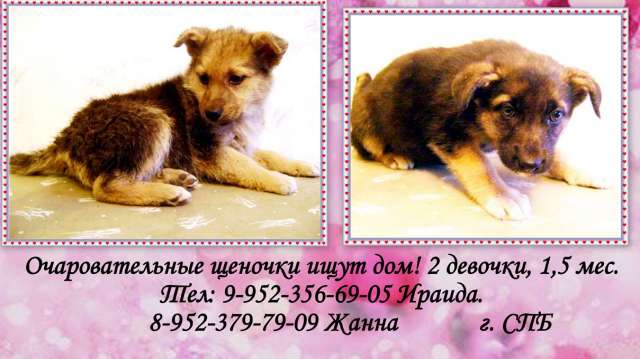 Щеночки в добрые руки! Щеночки в добрые руки!