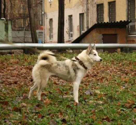  западно-сибирская лайка в дар