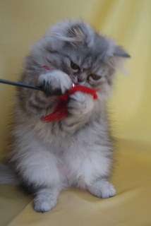Персидский котенок Персидский котенок