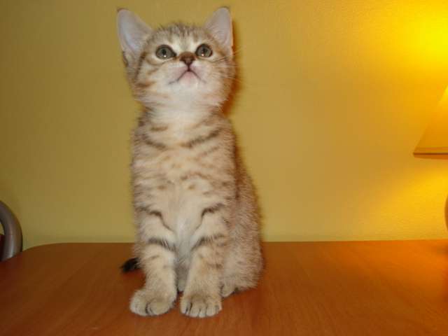 Котята эксклюзивных окрасов Котята эксклюзивных окрасов
