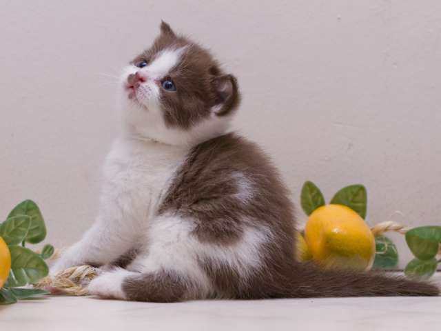 Очаровательные БРИТАНСКИЕ КОТЯТА от элитных родителей! Очаровательные БРИТАНСКИЕ КОТЯТА от элитных родителей!