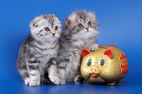 Продажа британских и шотландских котят.. Продажа британских и шотландских котят..