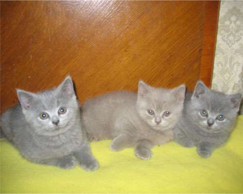 Британские котята Британские котята