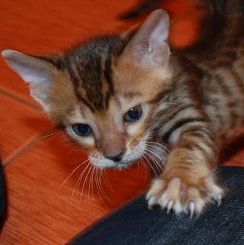 Бенгальские котята Бенгальские котята