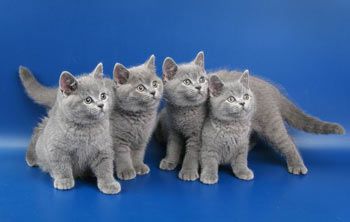 Настоящие британские котята! Настоящие британские котята!