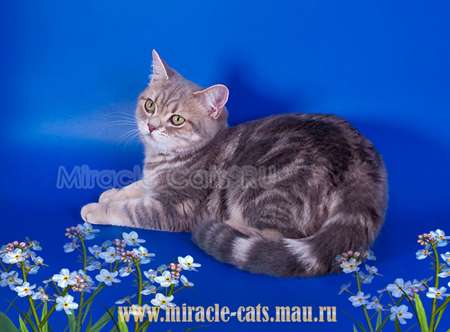 БРИТАНСКИЙ КОТЁНОК - НАСТОЯШИЙ ТИГРЁНОК ! БРИТАНСКИЙ КОТЁНОК - НАСТОЯШИЙ ТИГРЁНОК !