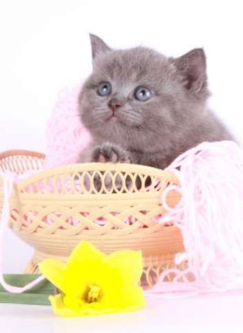 ШОТЛАНДСКИЕ КОТЯТА ШОТЛАНДСКИЕ КОТЯТА