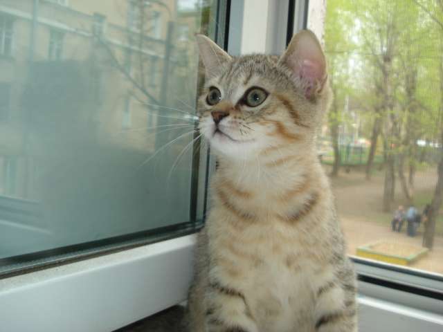 Шотландские котята - нежнейшие существа Шотландские котята - нежнейшие существа