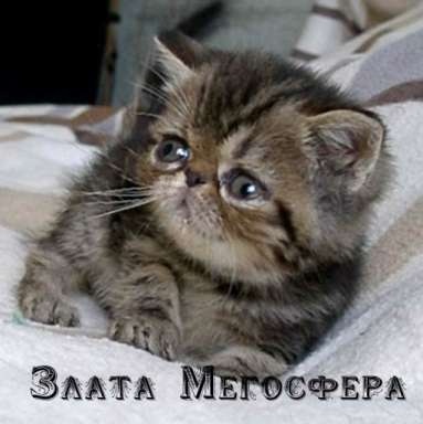 Экзотичекая кошечка Экзотичекая кошечка